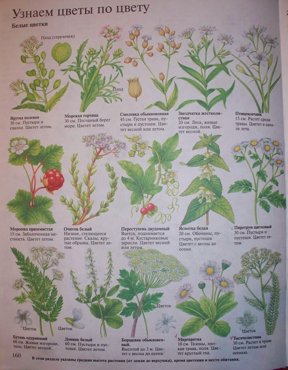 Лекарственные растения список