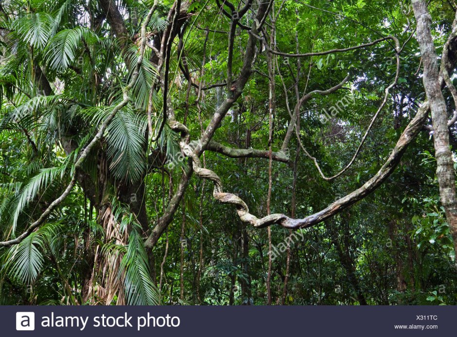 Полувечнозеленый тропический лес