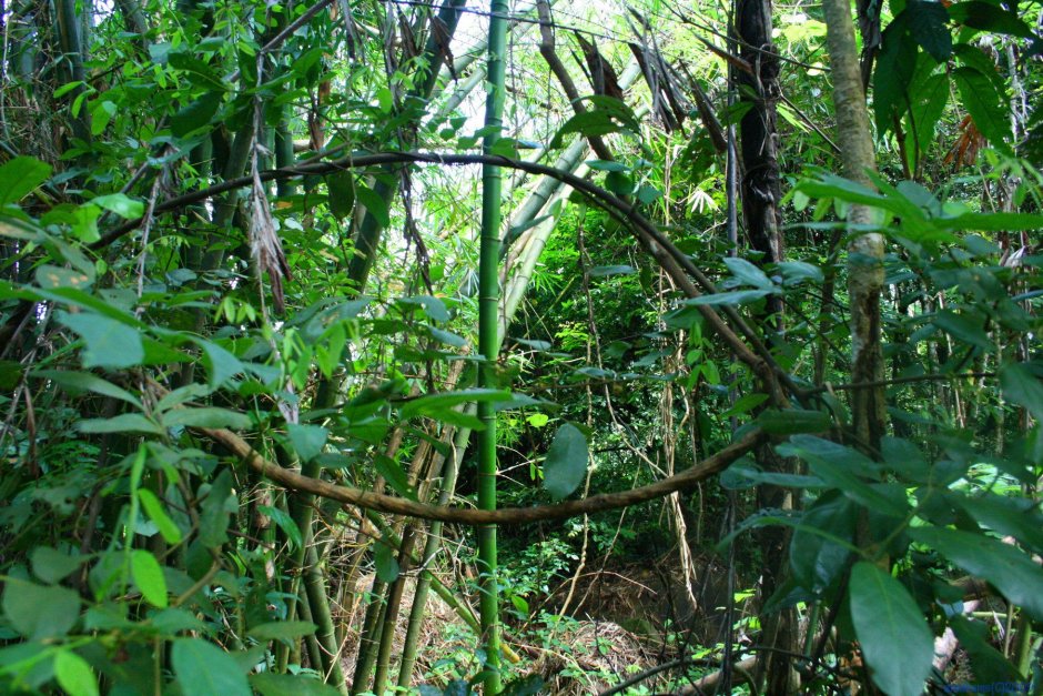 Тропический лес растения лианы