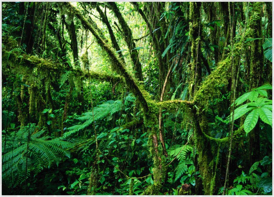 Тропический лес Синхараджа змеи