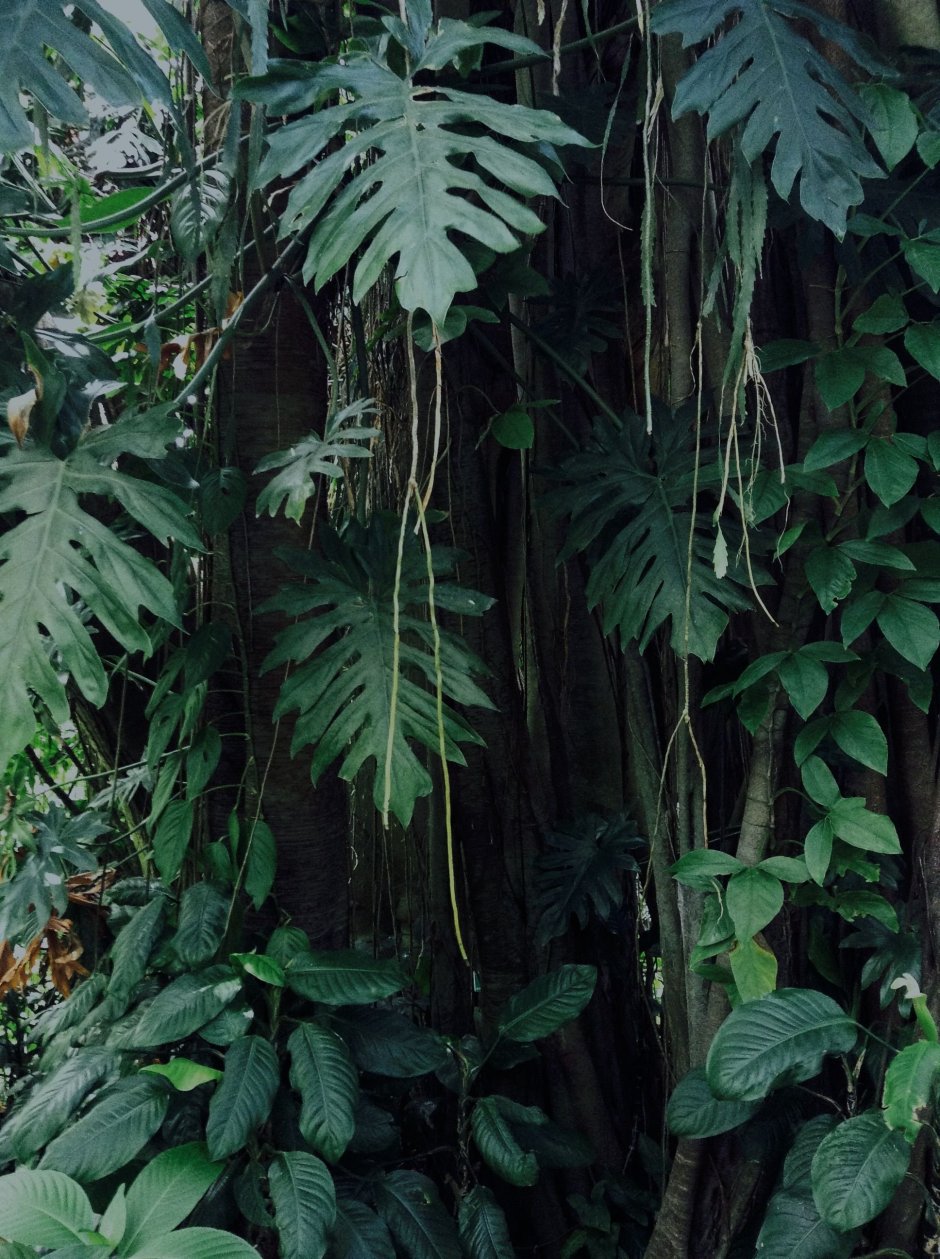 Джунгли тропики маранта