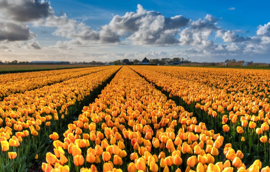 Желтые тюльпановые поля в Голландии