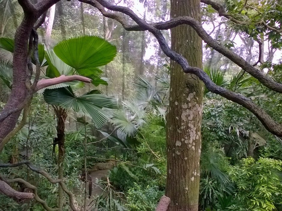 Тропические растения лианы