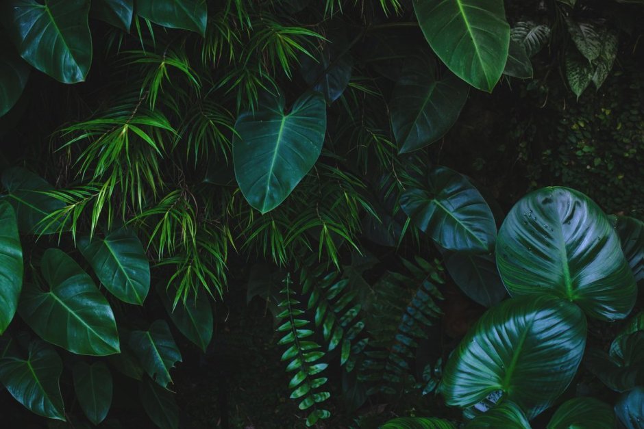 Тропические лианы и листья картинки