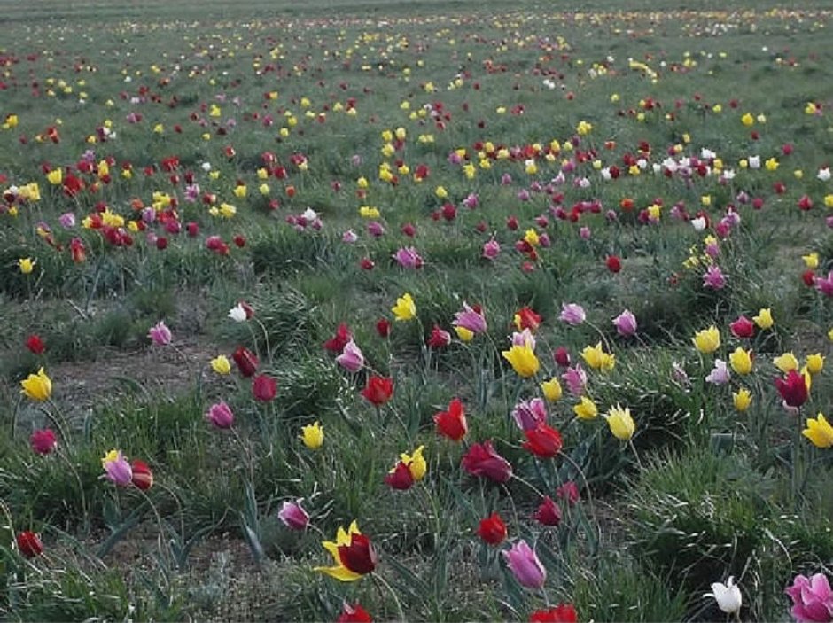Степные тюльпаны Казахстана