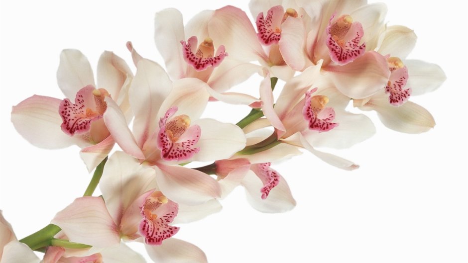 Цветочная композиция «орхидеи»
