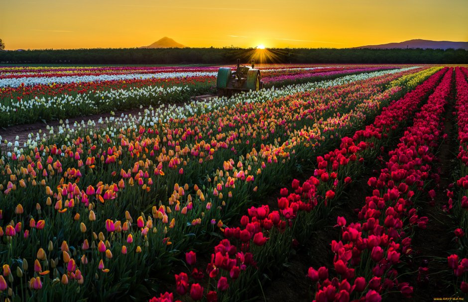 Клод Моне поля тюльпанов в Голландии