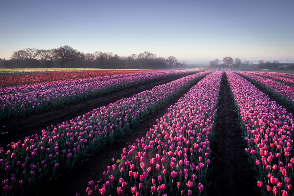 Лавандовые и тюльпановые поля в Голландии