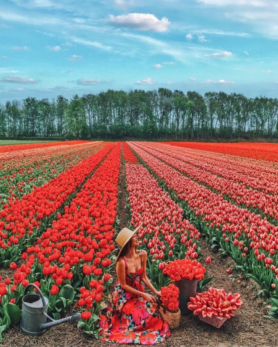 Голландские тюльпаны поля Голландии тюльпановые поля Голландии