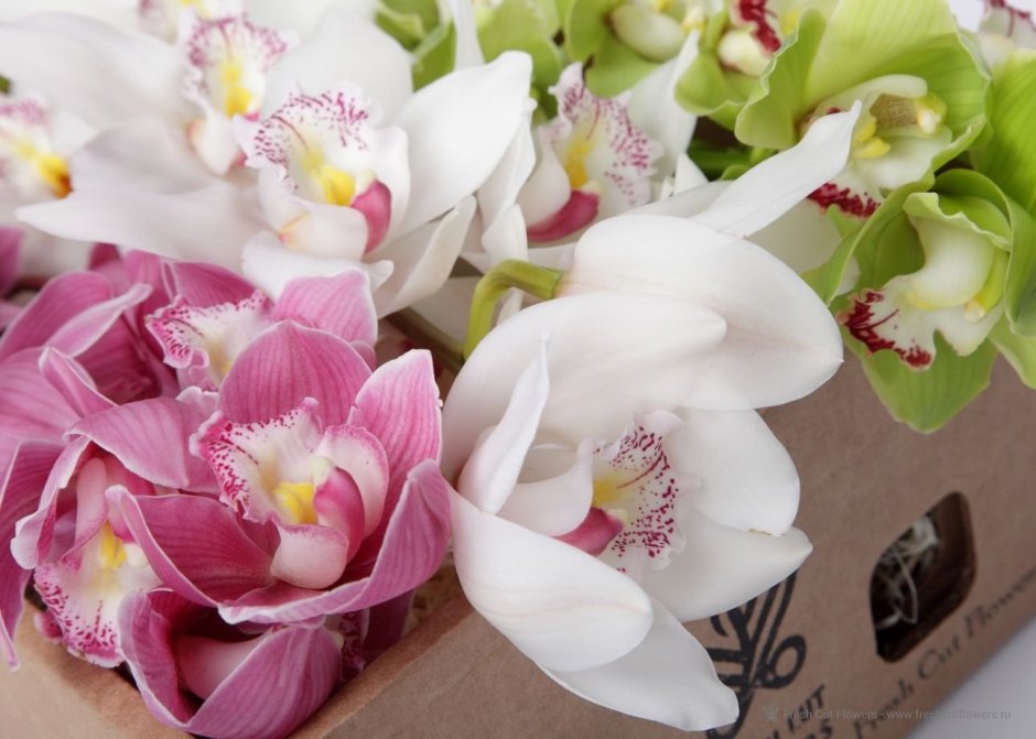 Орхидеи в коробке "новый день"