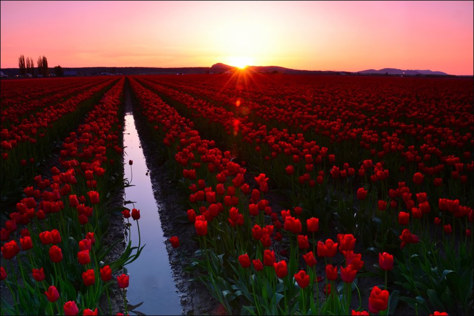 Поля тюльпанов Долины Скагит, Вашингтон