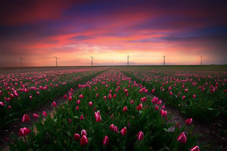 Тюльпановое поле в Голландии