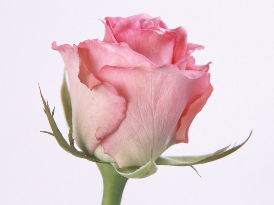 Роза внутри розовая снаружи белая