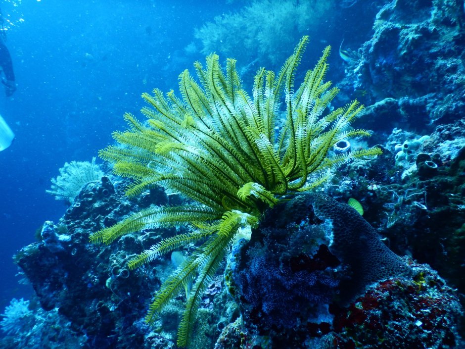 Барьерный риф водоросли