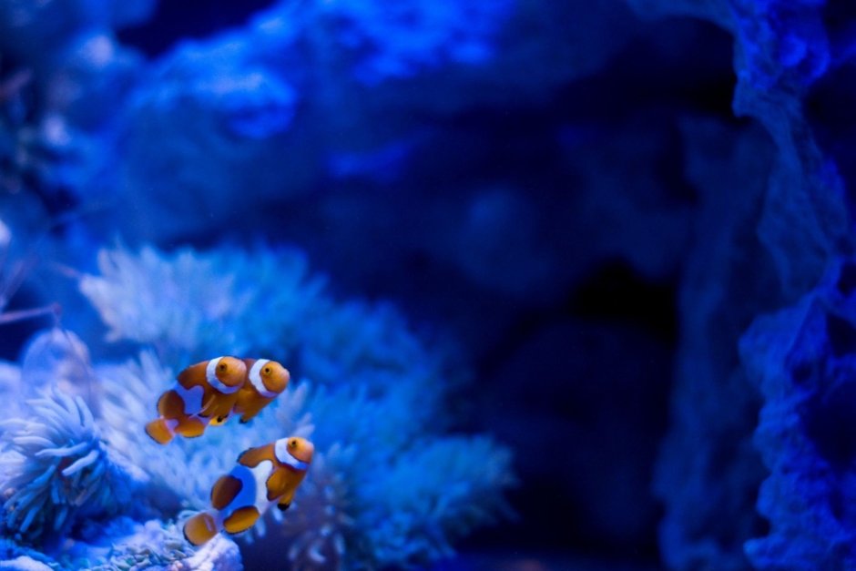 Морской аквариум риф клоун