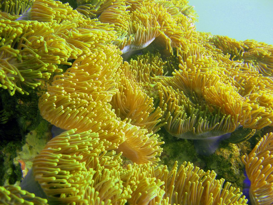 Водоросли кораллового рифа
