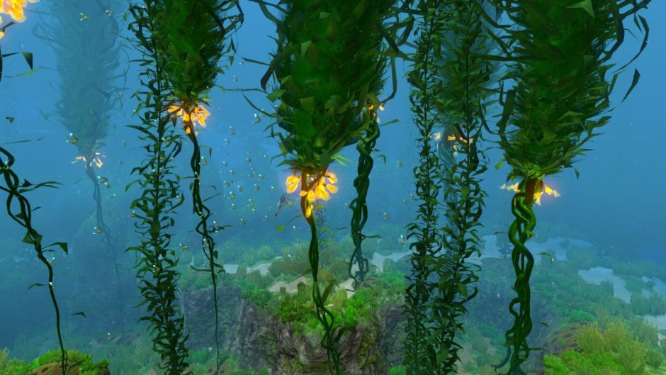 Морские растения ламинария