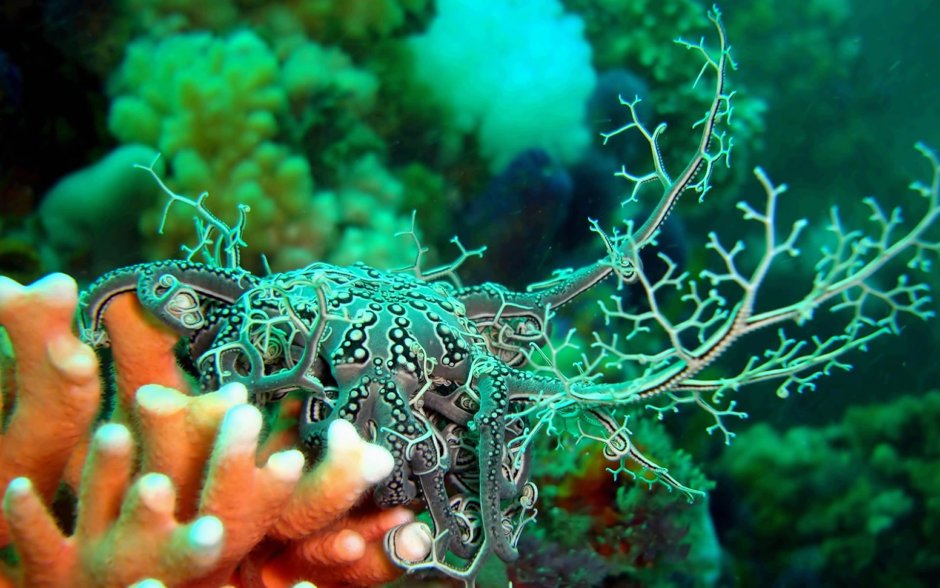 Моллюски кораллового рифа