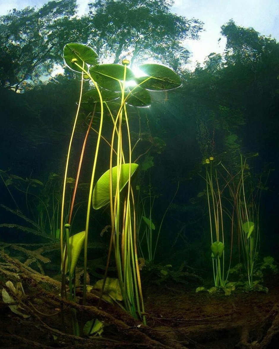 Кувшинка белая подводные листья