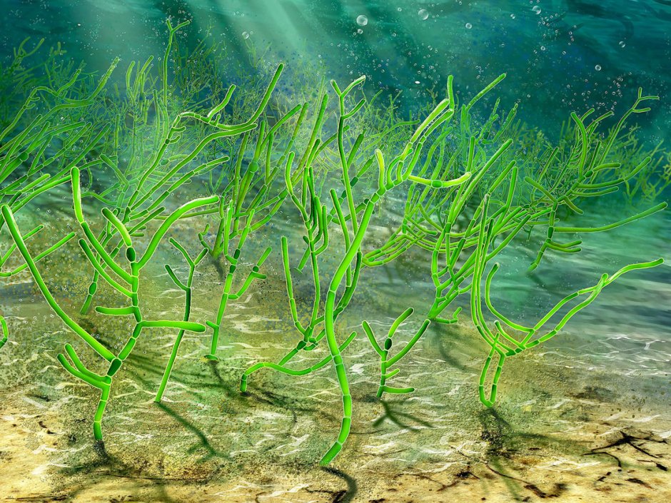 Перидиниевые водоросли