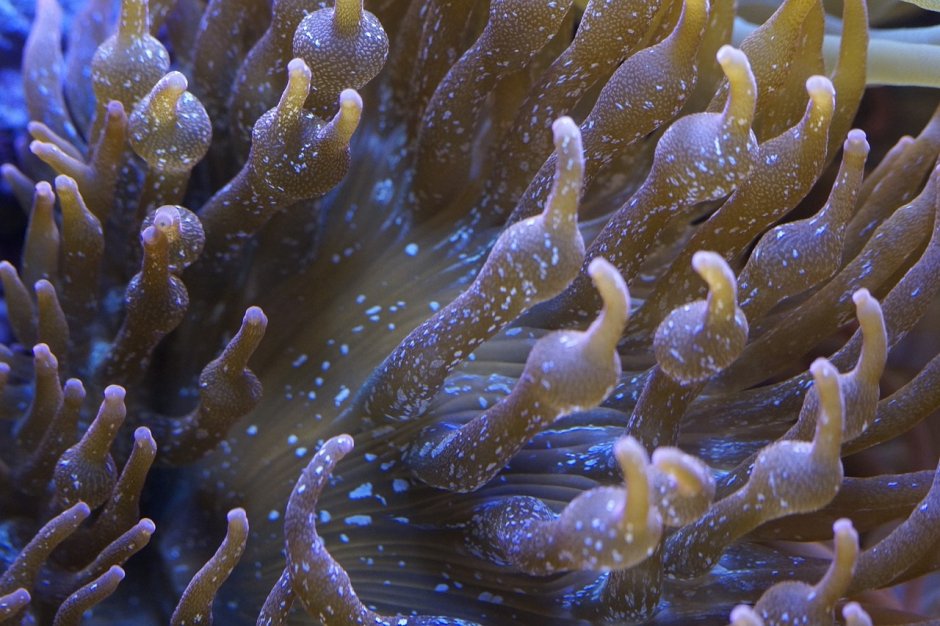 Кораллы актинии морские водоросли