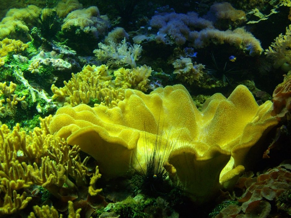 Кораллы губки