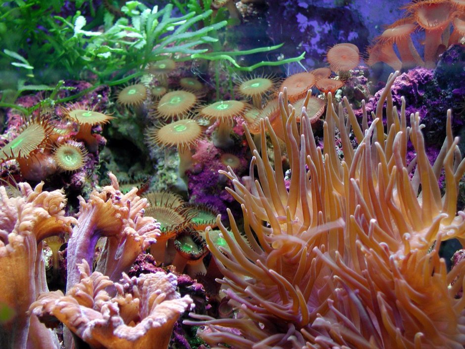 Подводные растения