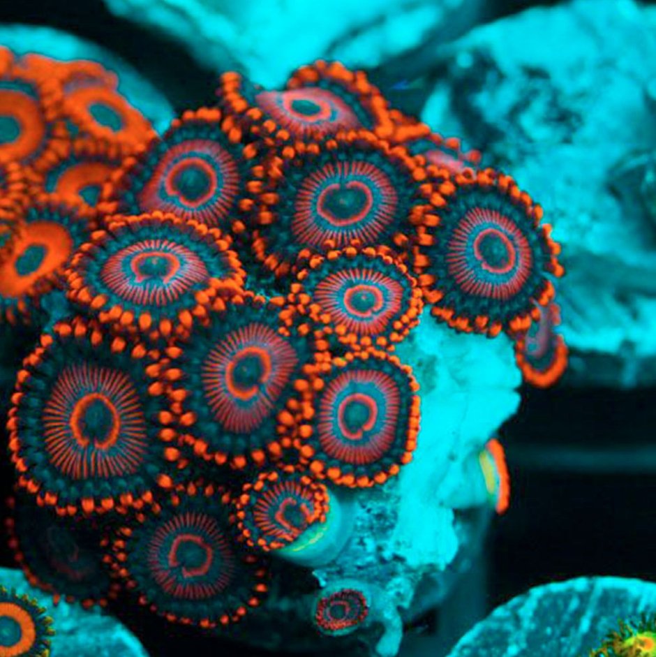Склерактиниевый коралл