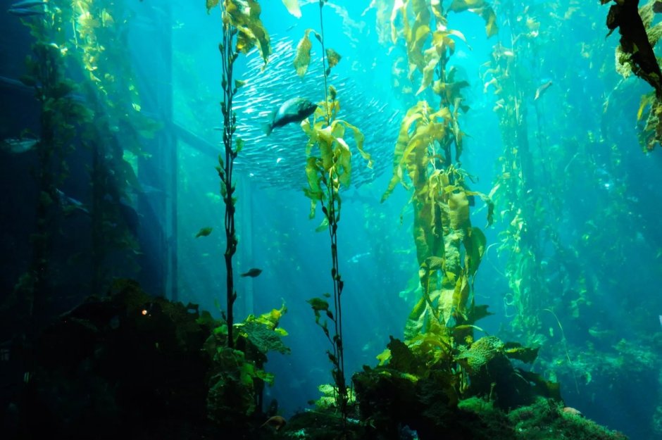 Подводный "лес"(Kelp Forest)