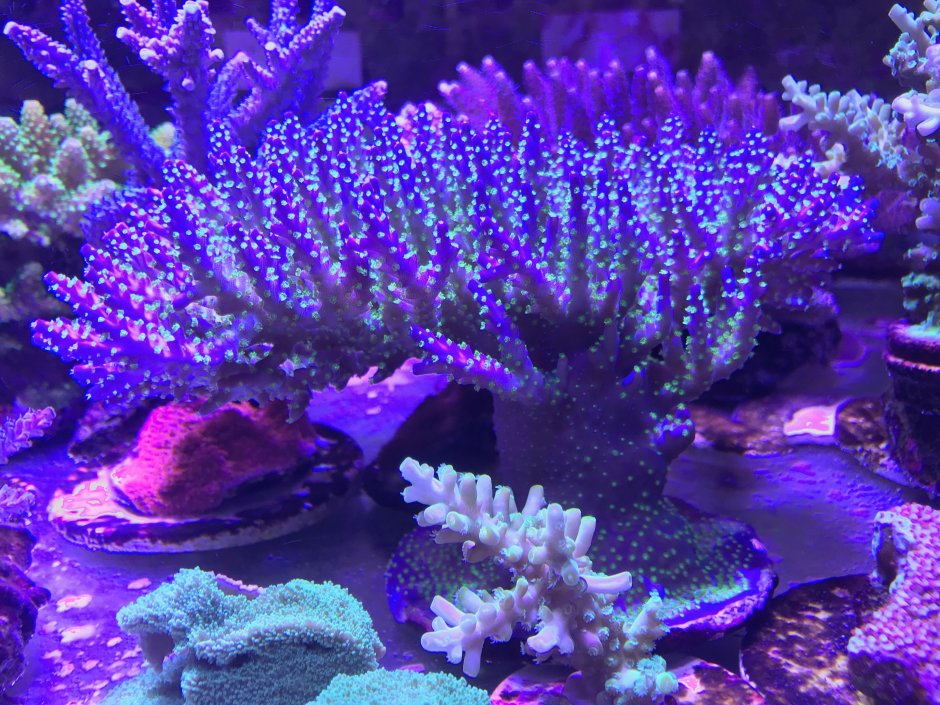 Коралловые полипы Акропора
