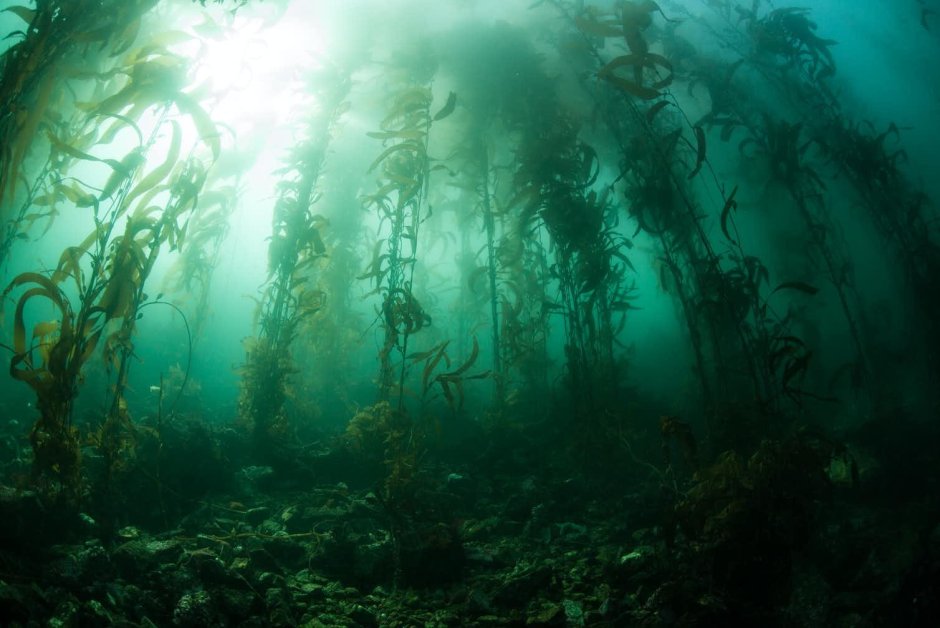 Подводный мир болота