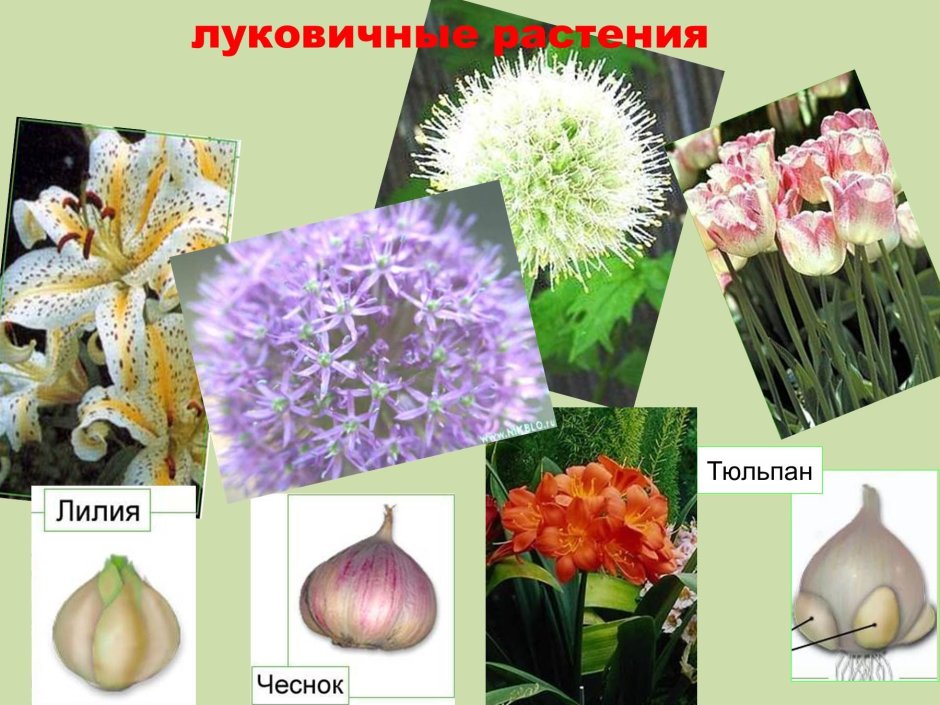 Цветы с луковицей примеры