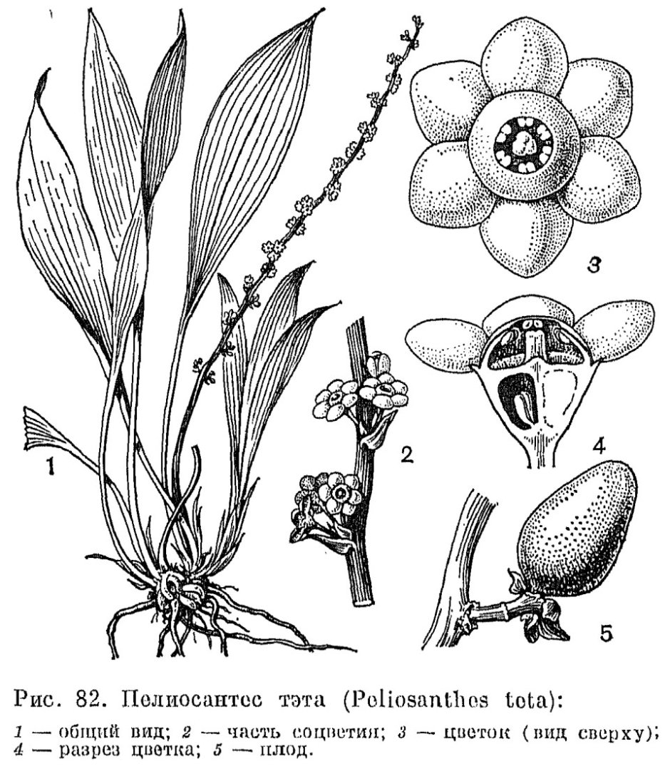 Покрытосеменные растения Лилейные