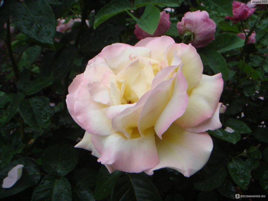 Роза чайно-гибридная Гроссгерцогин Луиза