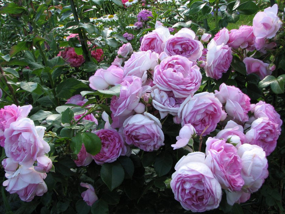 Роза чайно-гибридная Баден Баден