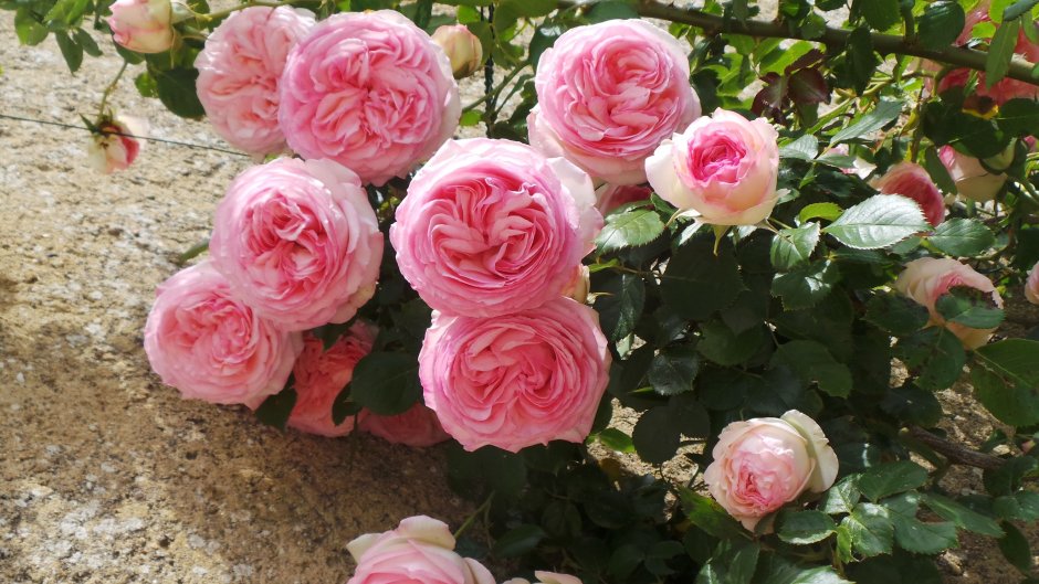 Роза senteur Royale