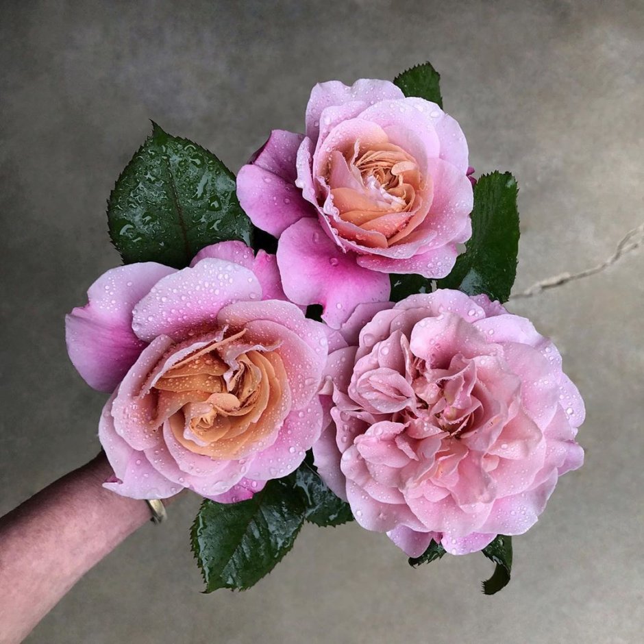 Розарий сочетание роз