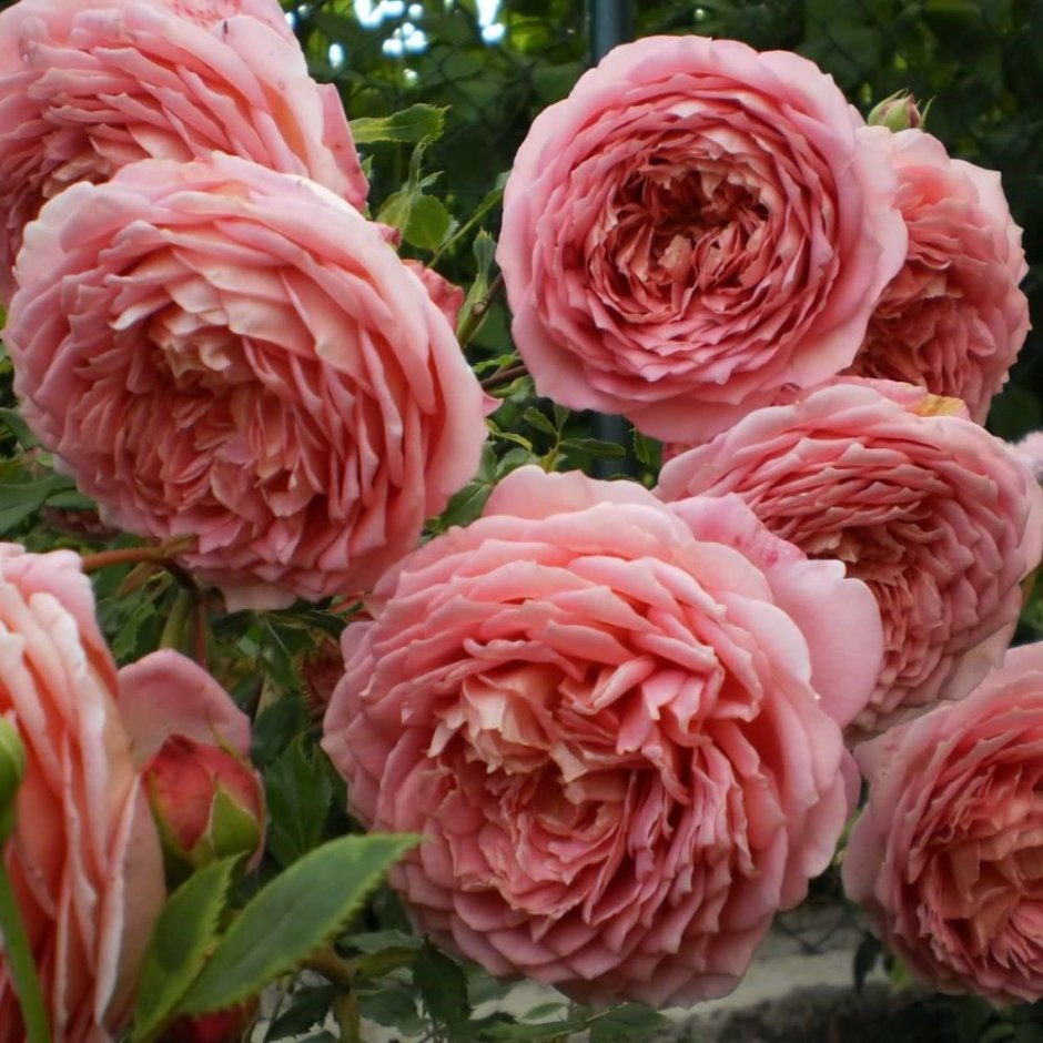Элизабет Стюарт Elizabeth Stuart роза