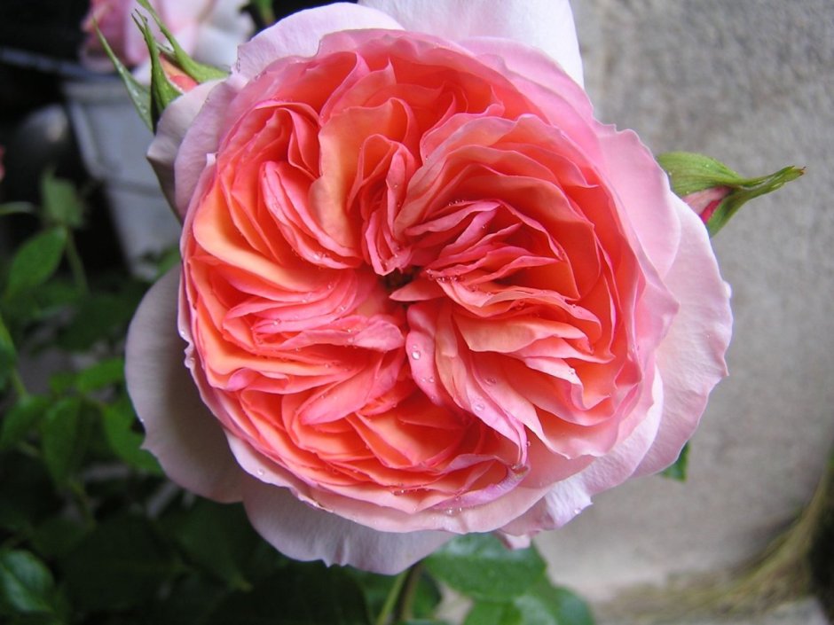 Карамелла Caramella роза