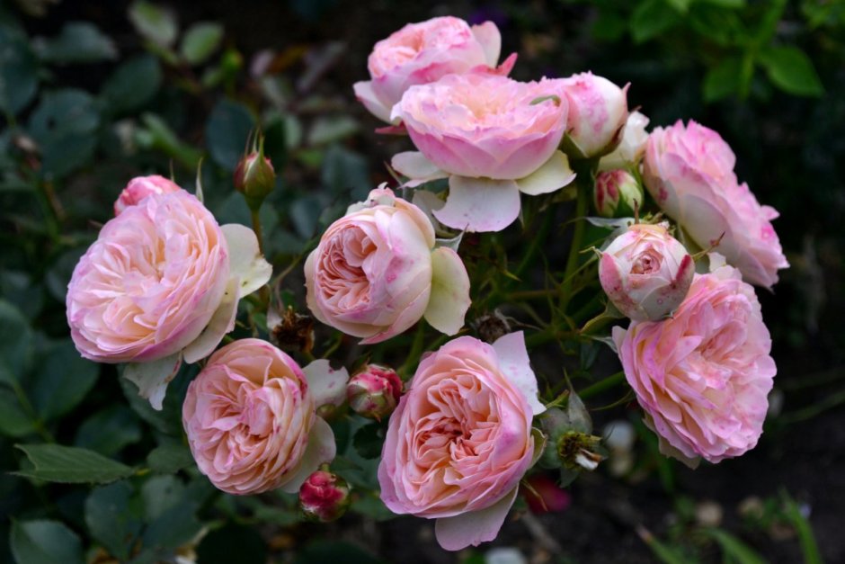 Сорт розы Сурир де Хавр