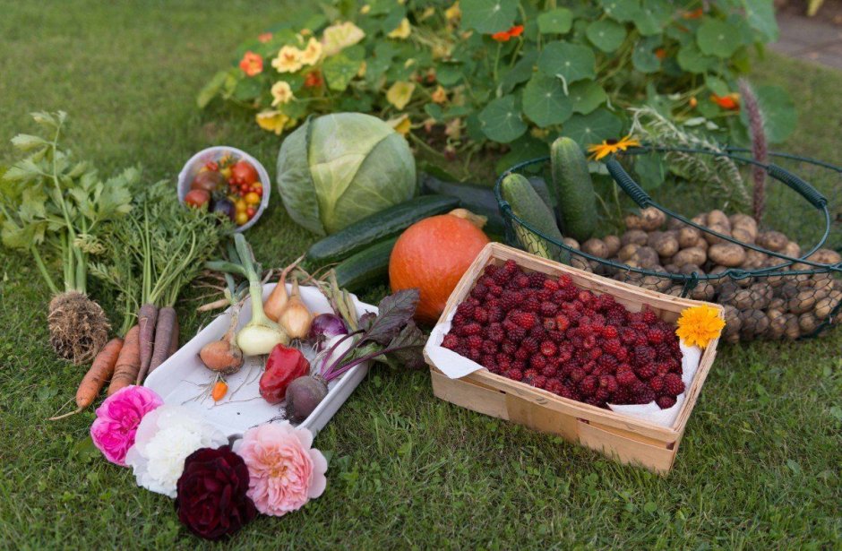 Овощи и фрукты с огорода