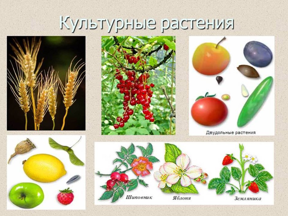 Разнообразные культурных растений