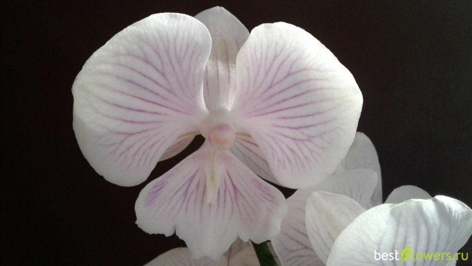 Орхидея Биг лип Наоми