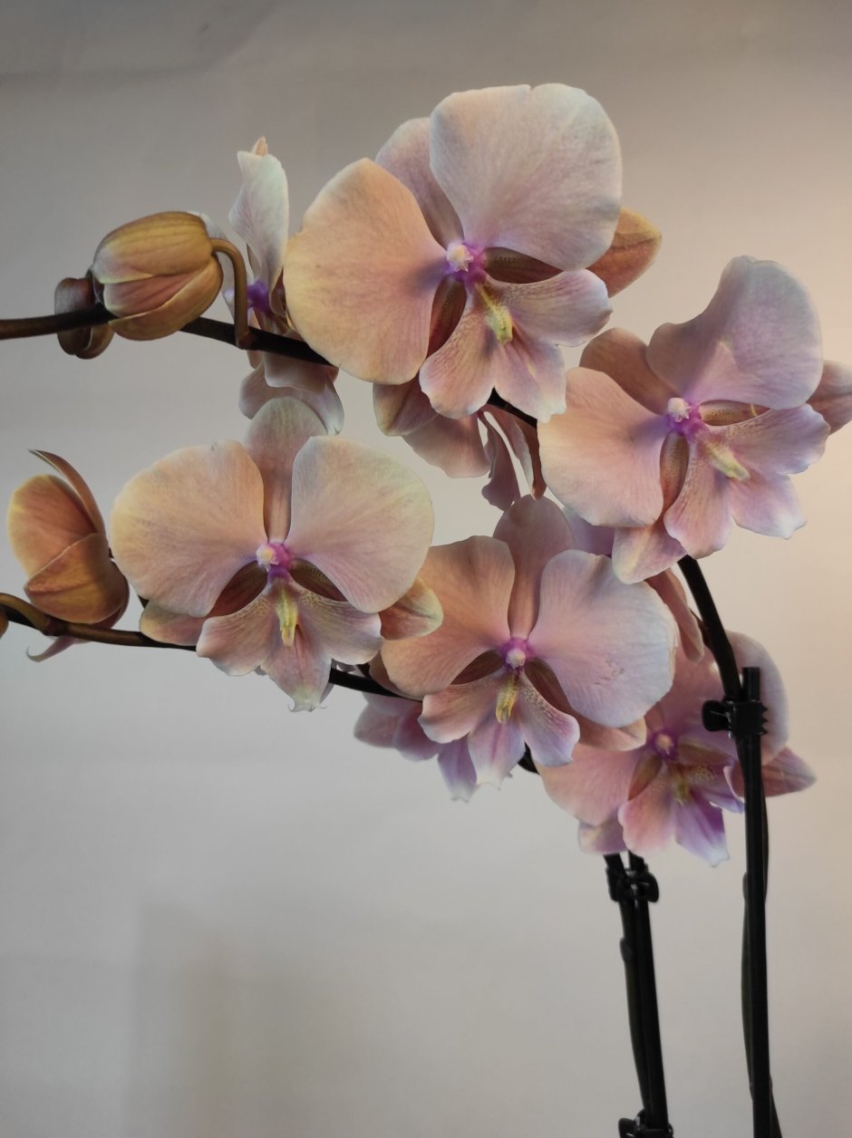 Орхидея Биг лип Наоми