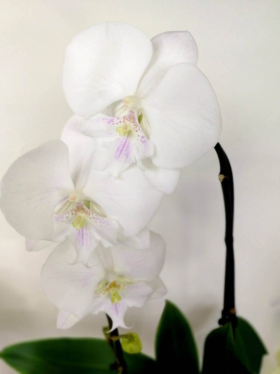 Орхидея Phalaenopsis big Lip