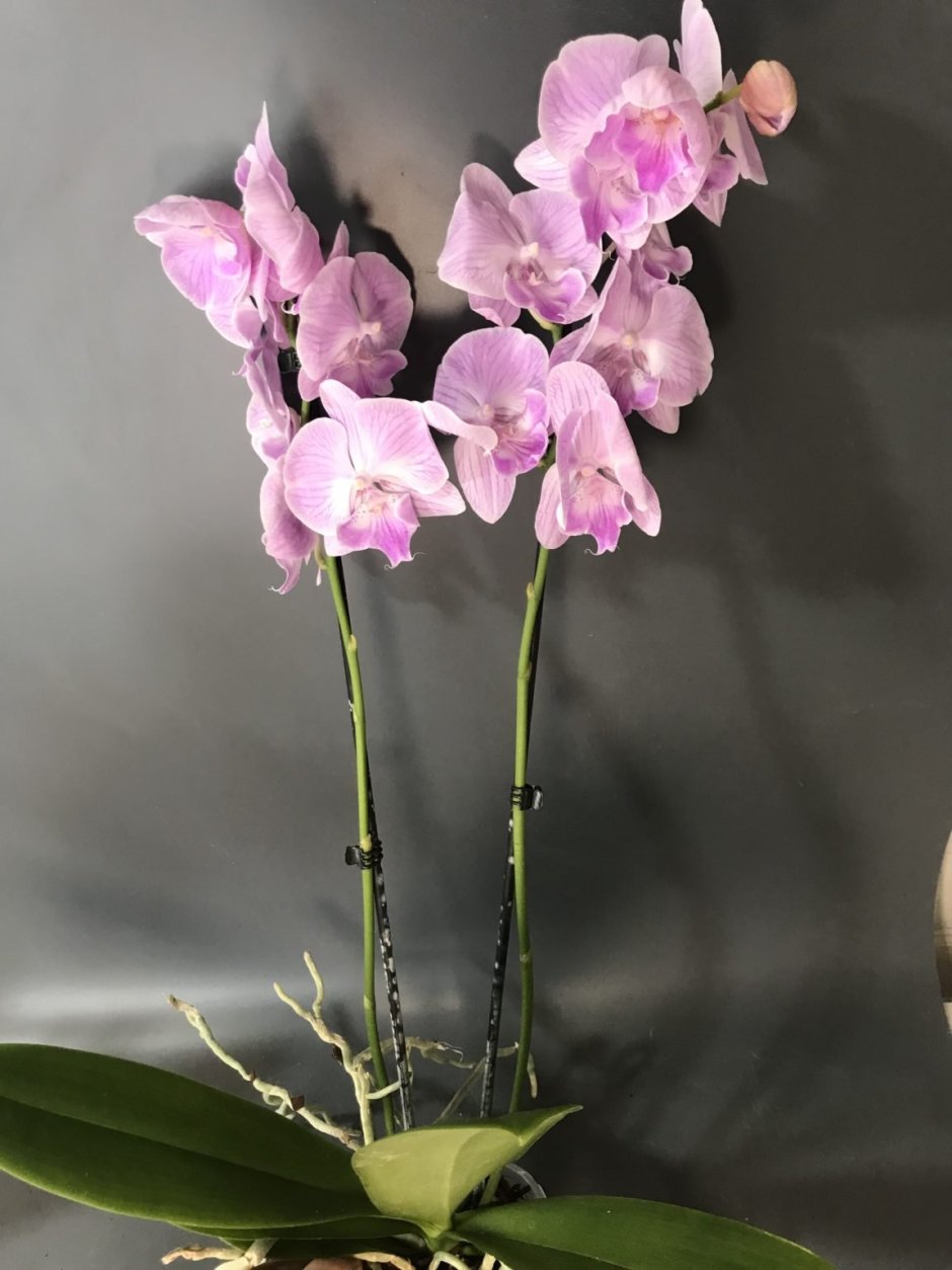 Орхидея Биг лип Леонтин