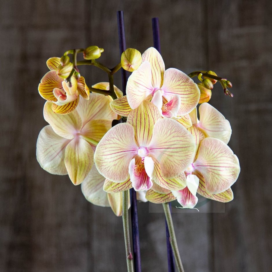 Белый биг лип орхидея