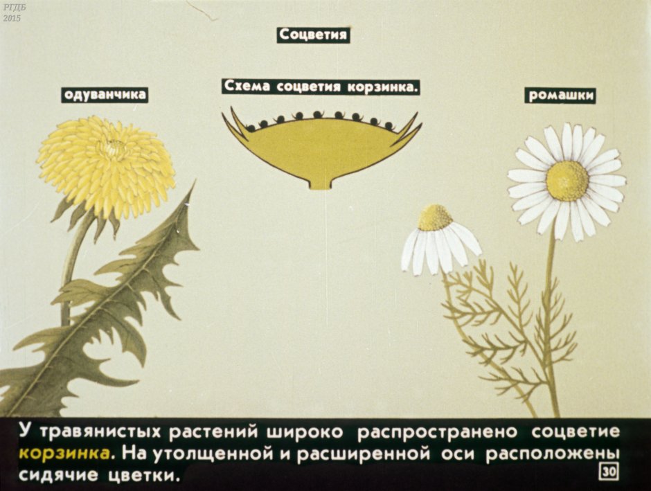 Ромашка непахучая (Matricaria perforata)