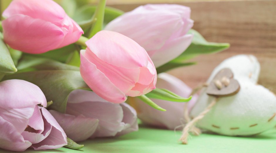 Красивые нежные тюльпаны
