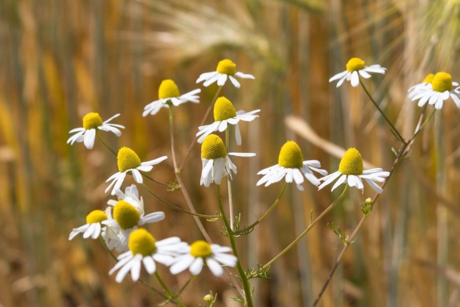 Matricaria Chamomilla l.